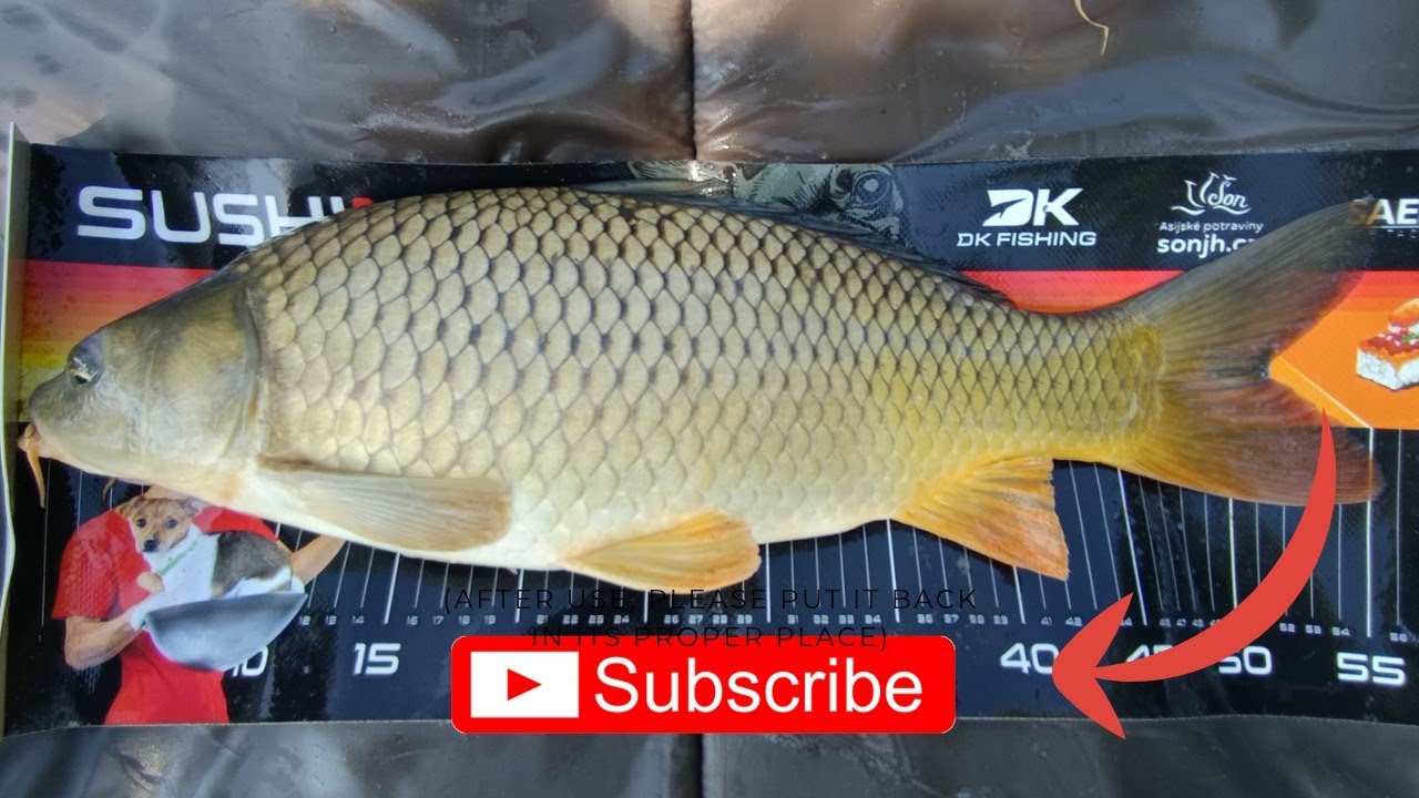 Lov kaprů a línů na boilies od 