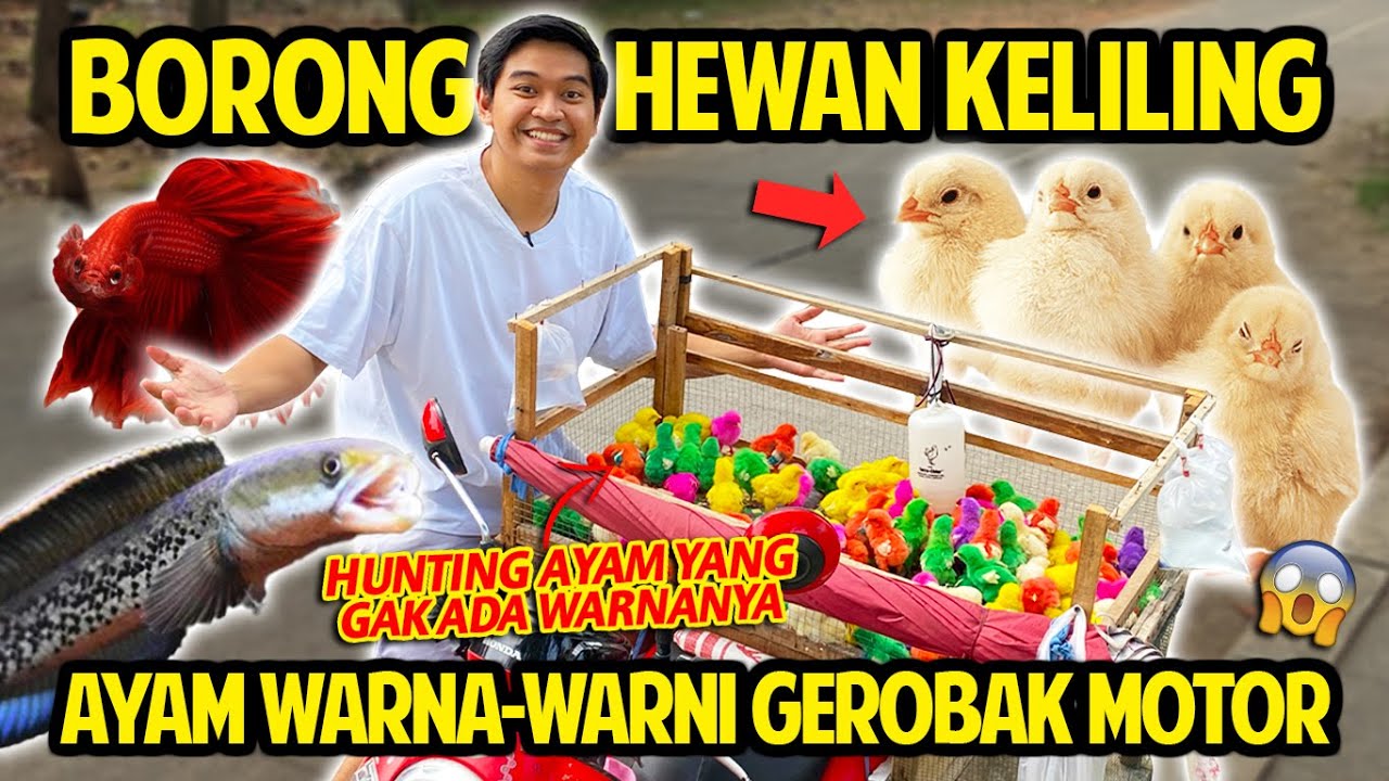 BORONG PEDAGANG HEWAN KELILING PAKE GEROBAK MOTOR! AYAM WARNA-WARNI & IKAN KITA BUNGKUS SEMUANYA!