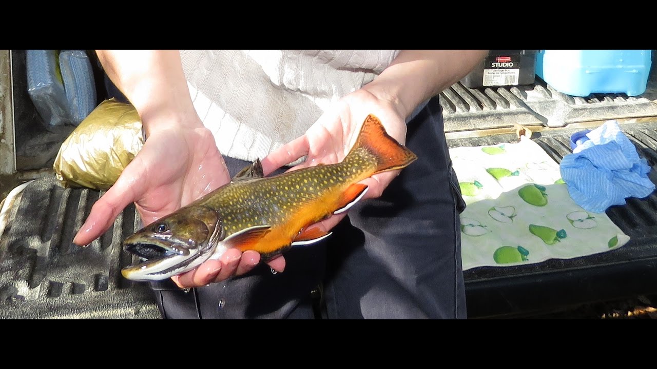 Expanding Brook Trout Population