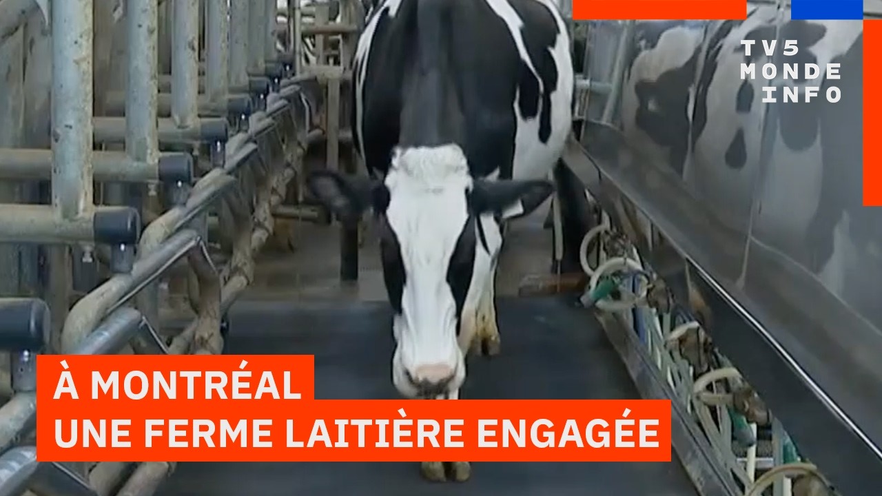 Agriculture : limiter les émissions de gaz à effet de serre des vaches, c'est possible
