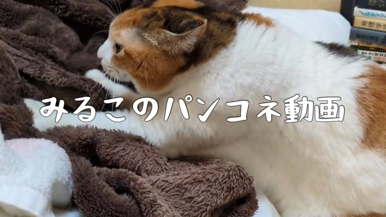 みるこのパンコネ動画
