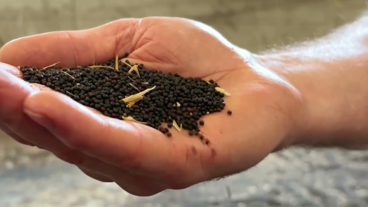 Irish Cold Pressed Rapeseed Oil | Wicklow Rapeseed Oil