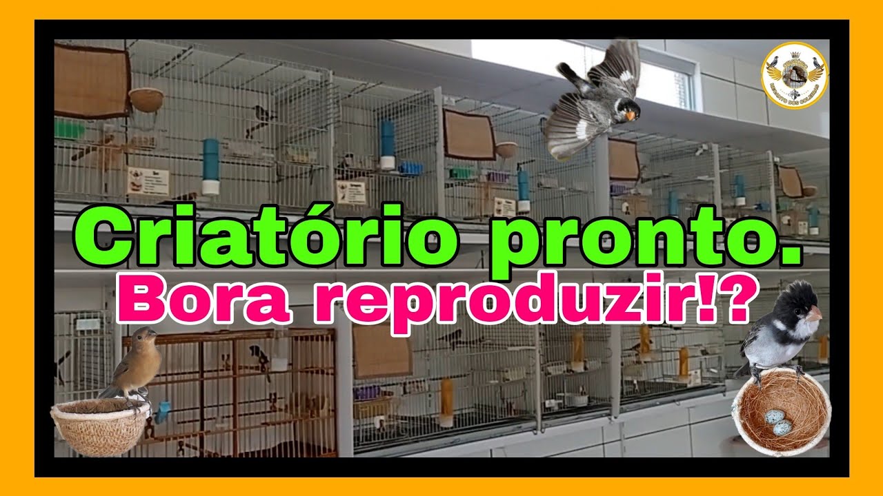 Dicas de reprodução para iniciantes. Início da temporada 2022/2023. Golinha | caboclinho |Papa-capim