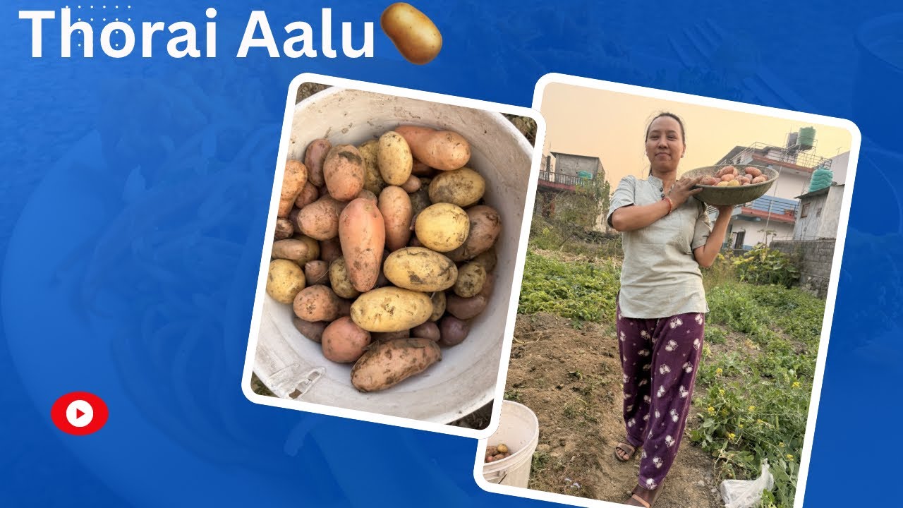Yespali aalu falena😭🥔👍#140