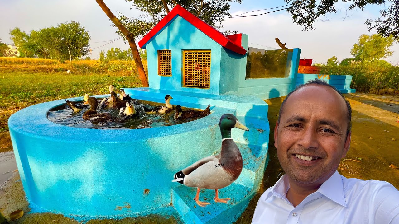 Building Ducks House And Swimming Pools For Ducks | Mubashir Saddique | Village Food Secrets
