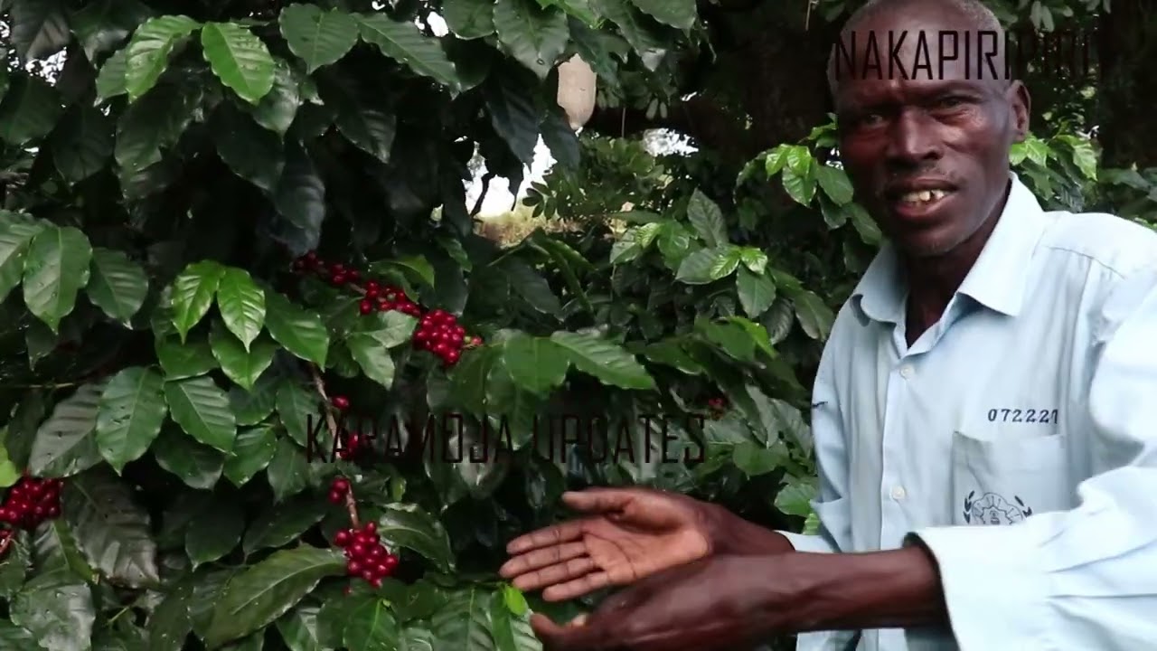 Coffee farmers  reap big in Karamoja.