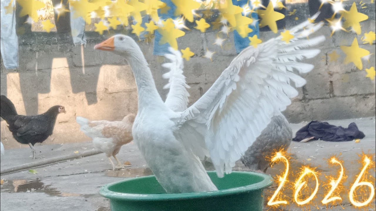 Les compré una bañera a las OCAS feliz 2026