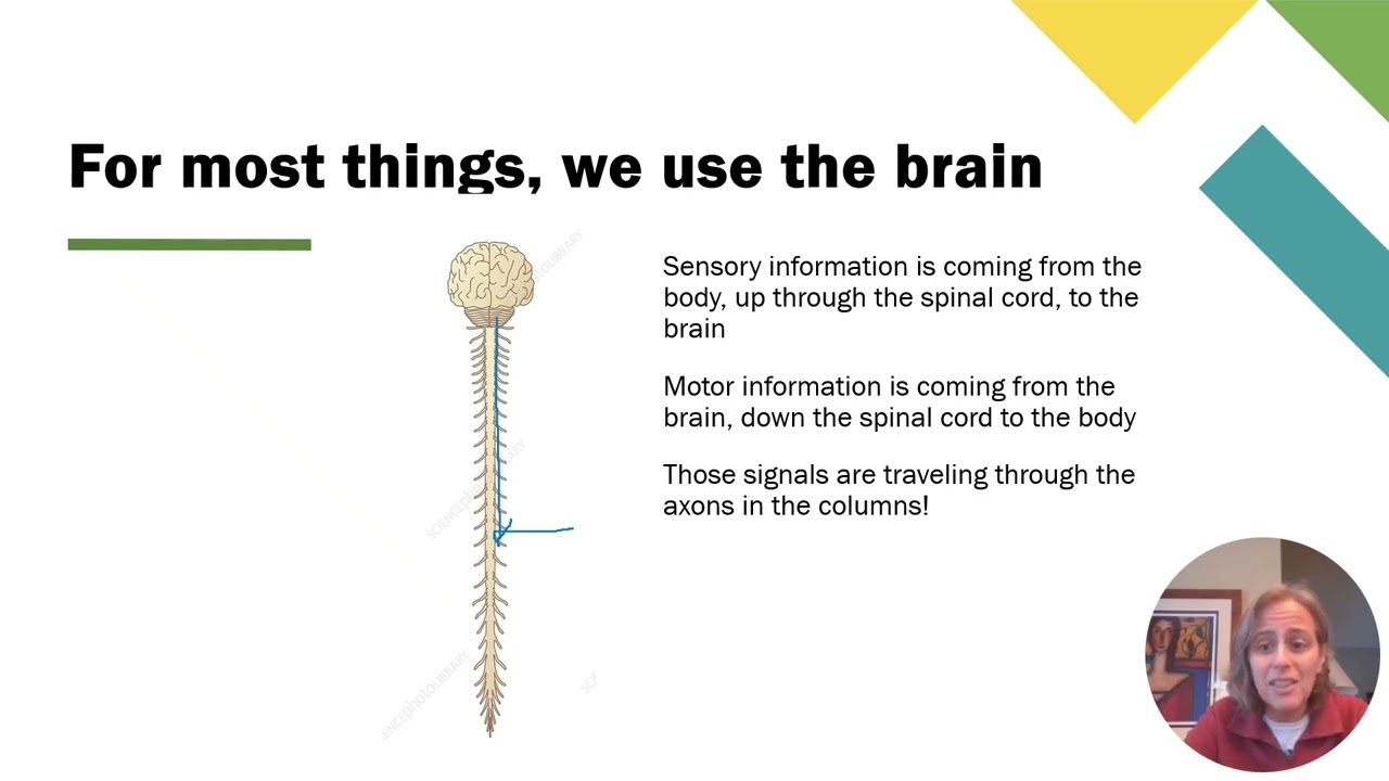 8d Spinal Cord and Spinal Reflexes - Spinal Cord Injuries