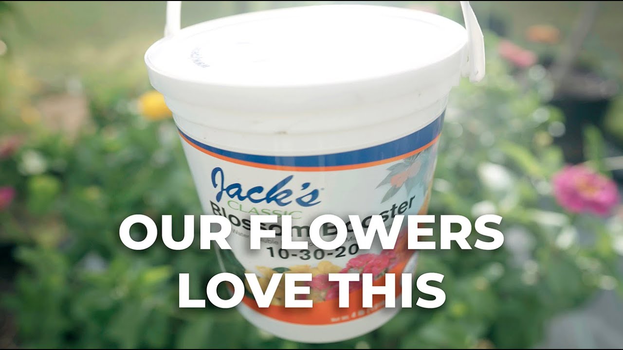 A quick review of Jack's Blossom Booster | Our flowers love this
