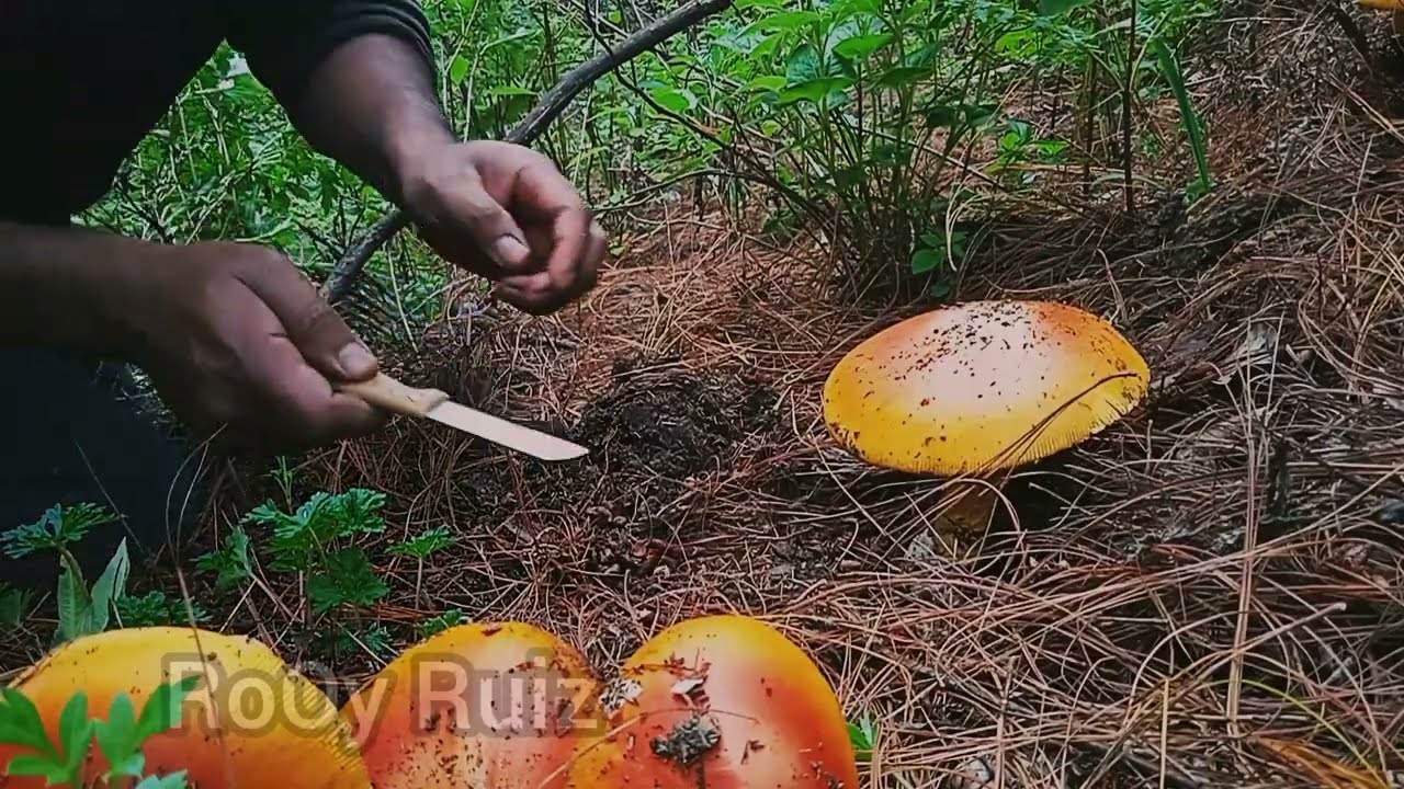 Deliciosos hongos. Recolectando hongos en el bosque. #bushcraft