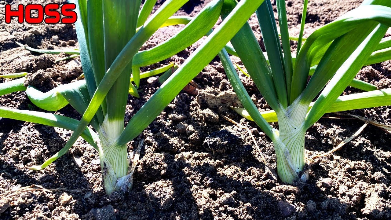 The SECRET SAUCE to GROWING BIG ONIONS!