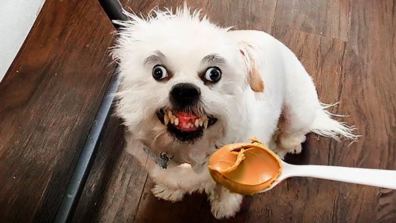 Funny Animal Videos Will Make You Laugh So Hard 🤣 #16