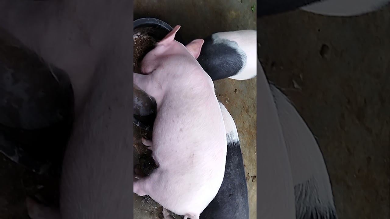 Patir Piggary Farm