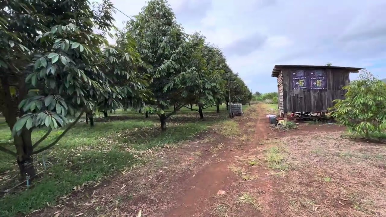 តើគួរធ្វើស្រេ្តសទុរេននៅពេលណា ? ហើយស្លឹកវិញមានគុណភាពបែបណា?