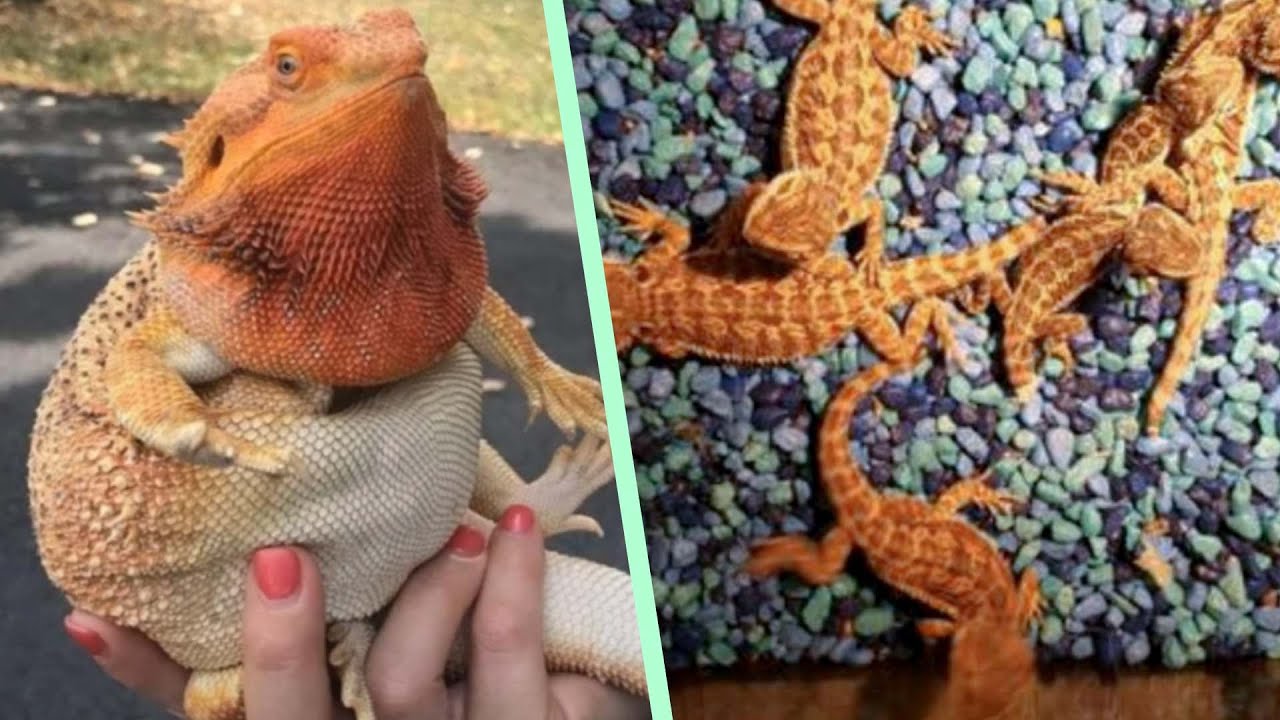 People that shouldn't have bearded dragons
