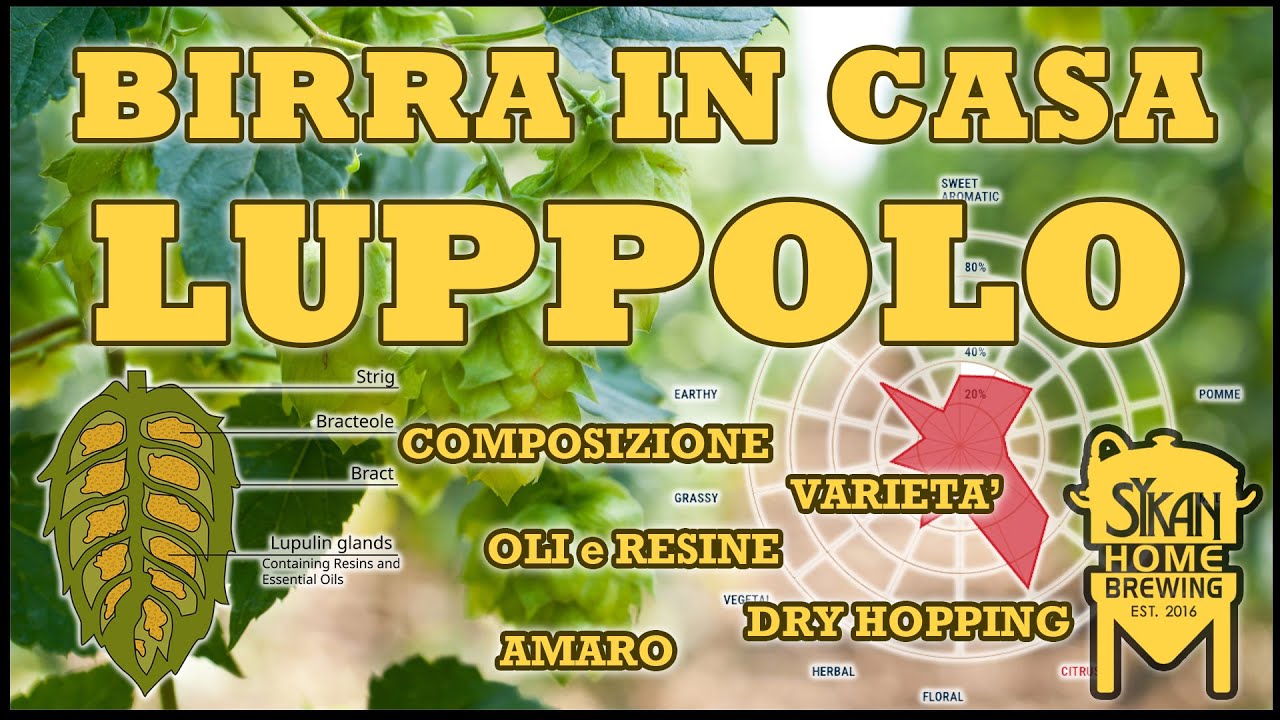 Il LUPPOLO | composizione, varietà, TECNICHE a CALDO e a FREDDO | COME fare la BIRRA in CASA