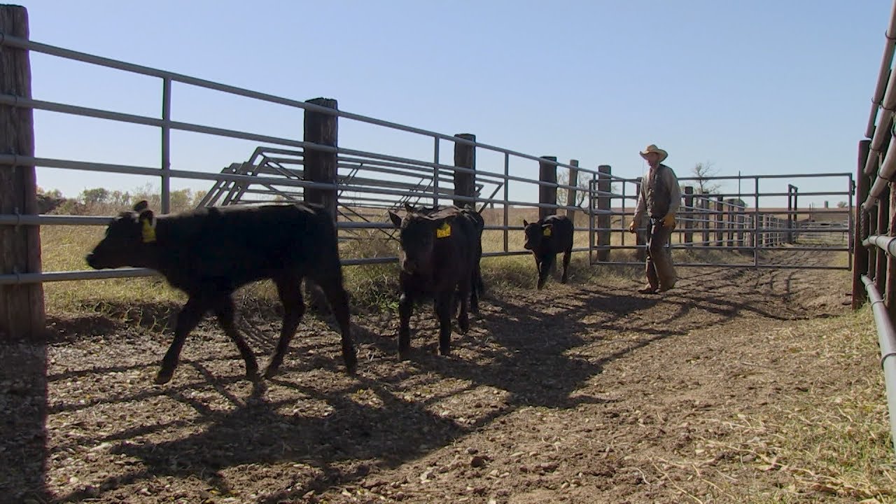 Resilient Cattle Win
