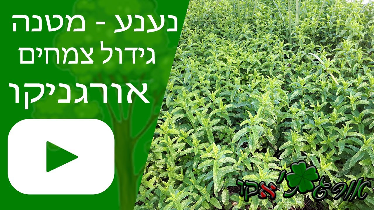 נענע - מנטה - גידול צמח - אורגניקו