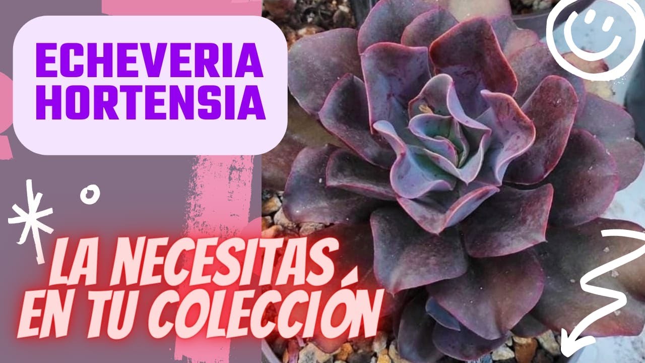 ECHEVERIA HORTENSIA UNA SUCULENTA QUE TE ENCANTARÁ