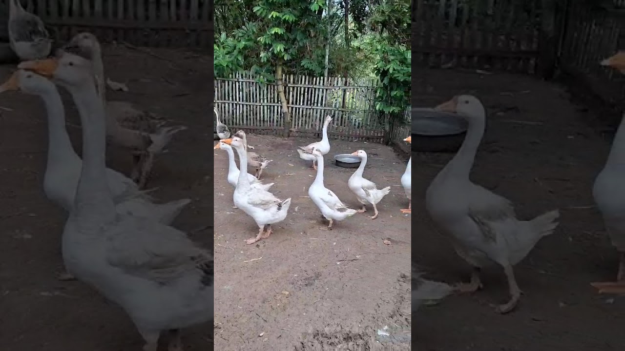 Daily Life of a Farmer (9) My morning sounds everyday ..🙋♥️
