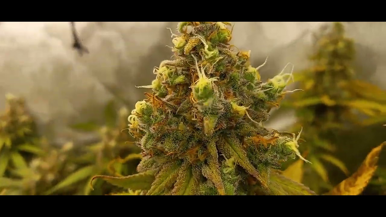 Raskal Jacks, Blue Zelda runtz, Bodhi's cut Goji og x Appalachia f4, twin flame V1, Magic Bluegrass