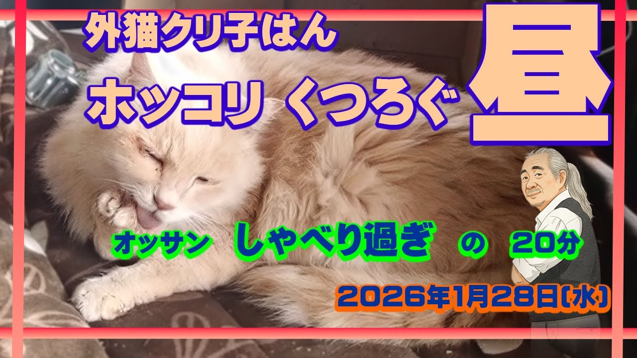 もう一日ホッコリできた昼　外猫クリ子はんとオッサン　オッサン喋り過ぎ。