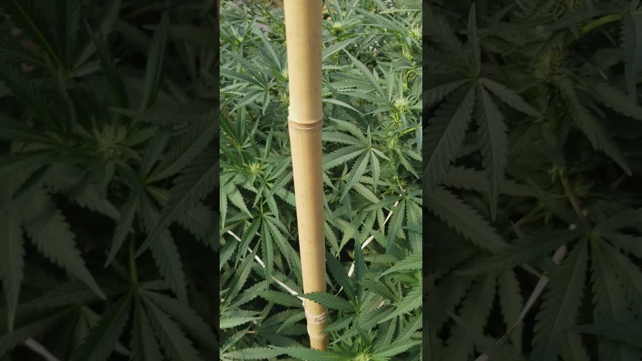 Ommp  Cannabis greenhouse September 2017