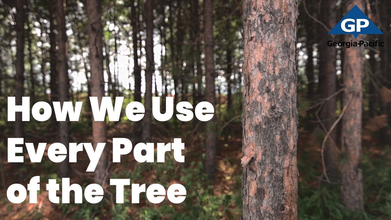 Sustainability Practices: Every Part of the Tree | Georgia-Pacific