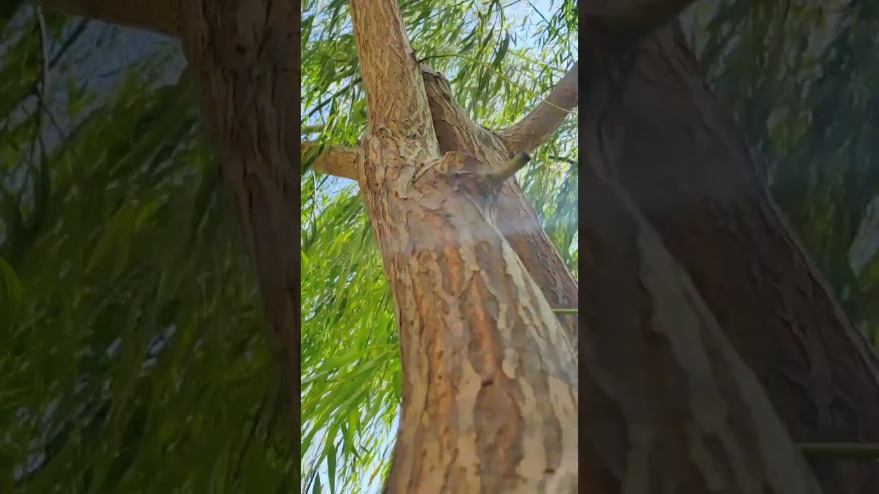 #videography#videotechnology