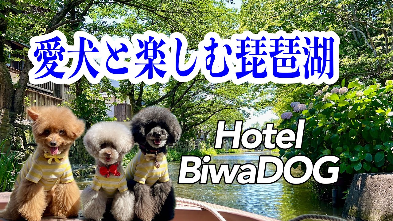 琵琶湖わんこ旅！愛犬と泊まるリゾートホテル！ビワドッグ！　#犬のいる生活 #ビワドッグ #しらんけど #NAOTUBE #トイプードル