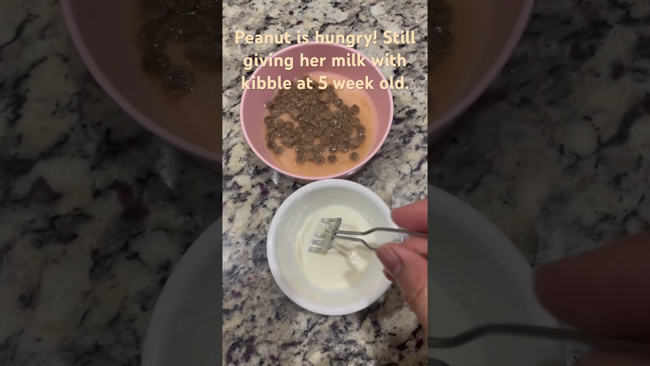 Preparing food for 5 week old puppy. Mixing kibble with milk. #doglover #puppy #pets #dogs #cute