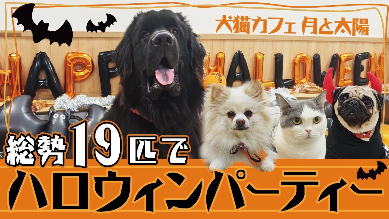 【ハロウィン】総勢19匹の犬猫スタッフがハロウィンパーティー！！