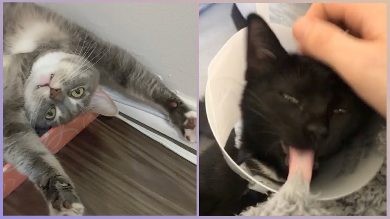 🙈 Animals Being Stupid MEGA COMPILATION 😂 - Animals Being Derps Compilation