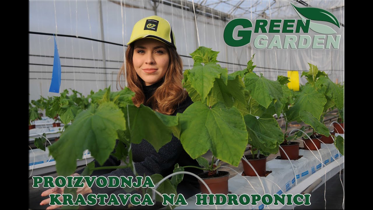 🟢 Proizvodnja dugog stakleničkog krastavca na hidroponici