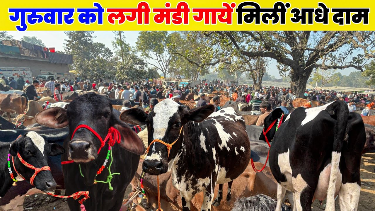 मोहरिया पशु मंडी प्रयागराज आज इतनी सस्ती गायें कि विश्वास नहीं होगा | mohariya gay ki Mandi
