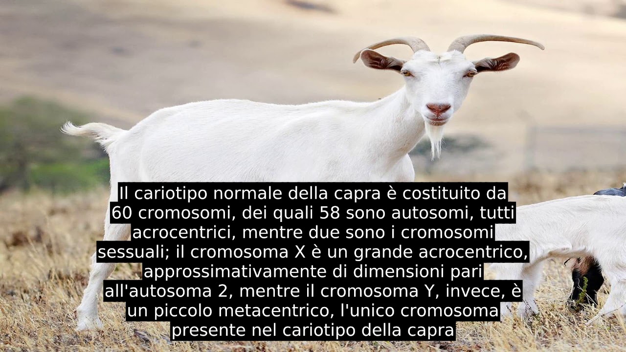 Capra Hircus