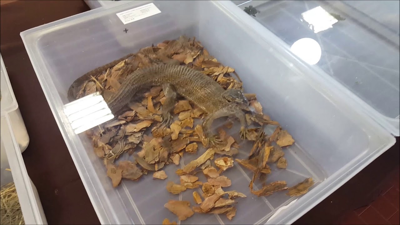 Alcuni animali da Longarone Reptiles 2018