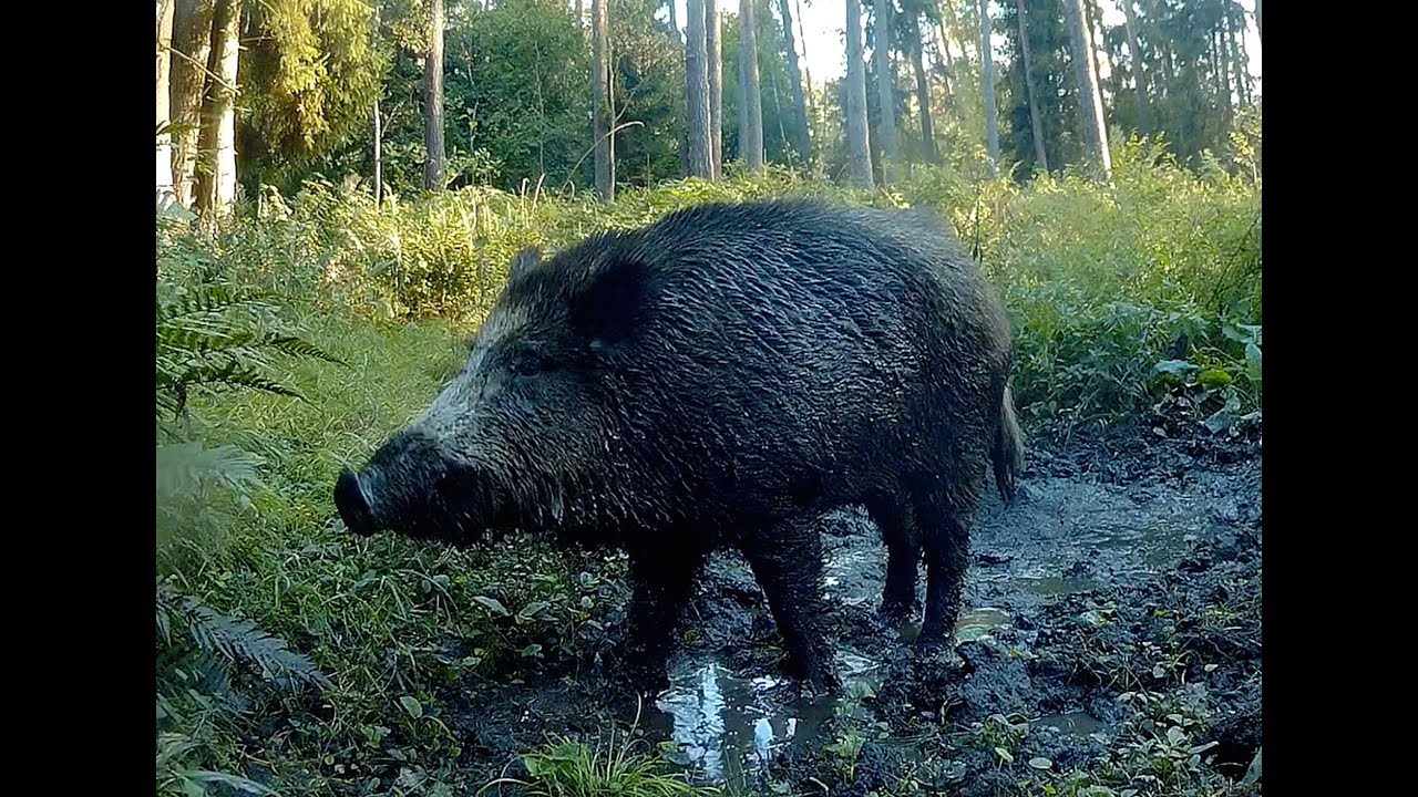 Pojedynek - czyli   samotny dzik  lub  odyniec