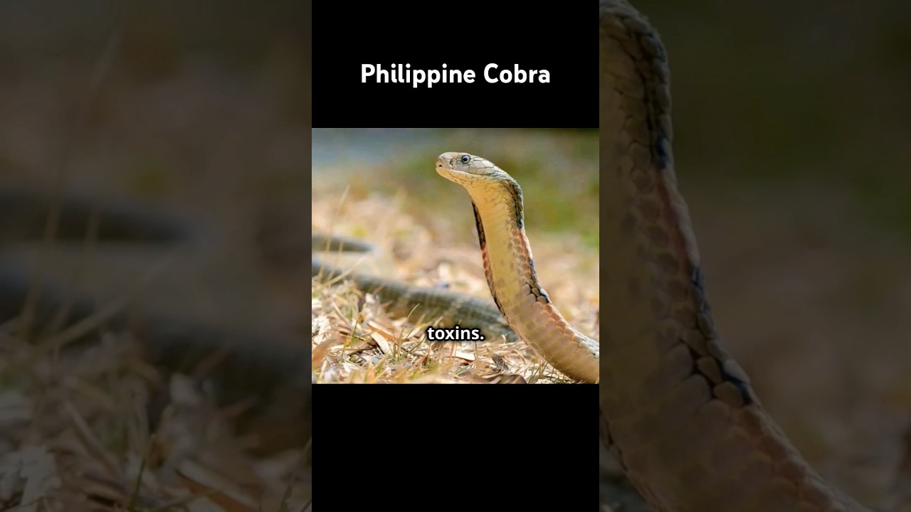 Philippine Cobra #amazingfacts #animals #philippines #wildlife