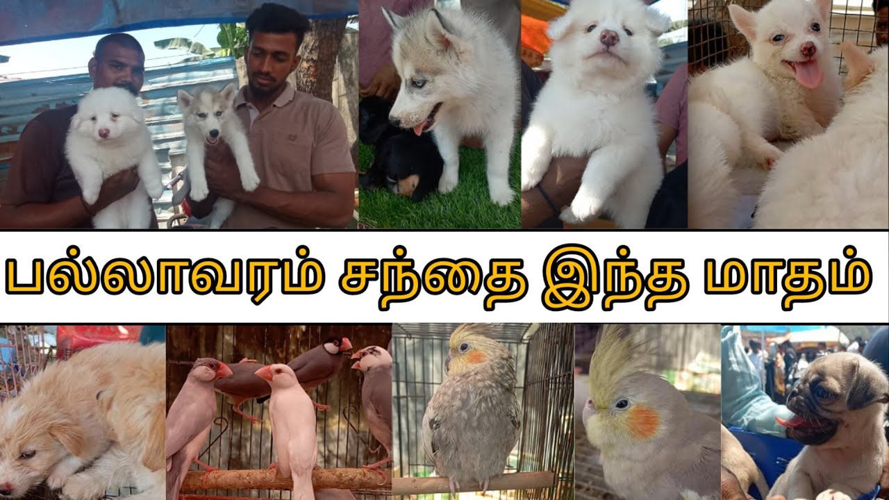 💥😍இந்த தடவை செம Cute😘 ah | பல்லாவரம் சந்தைல.... #pallavarammarket #fridaymarket