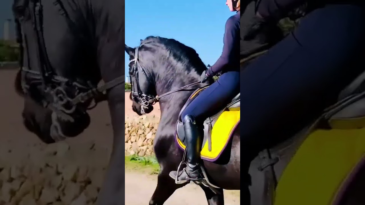 Friesian horse riding by beautiful & professional lady trainer #friesianhorse #horsetraining