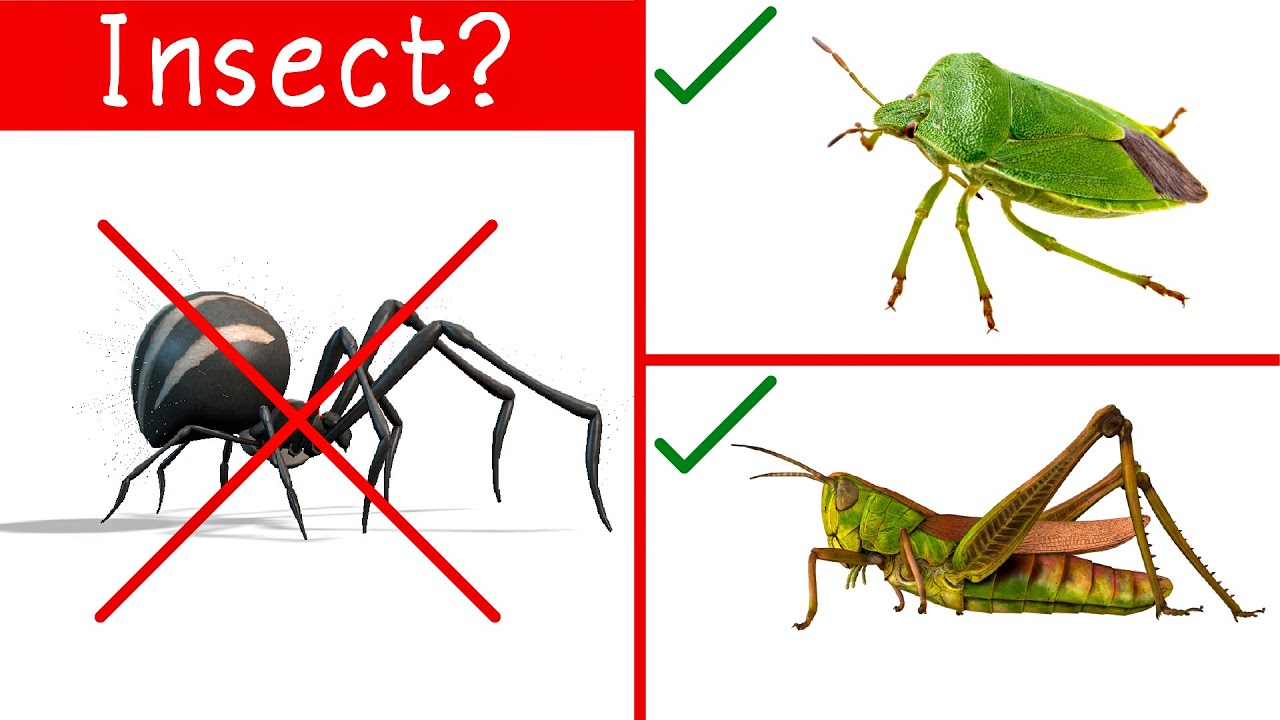 Bugs Vs Insects | Learn the Difference