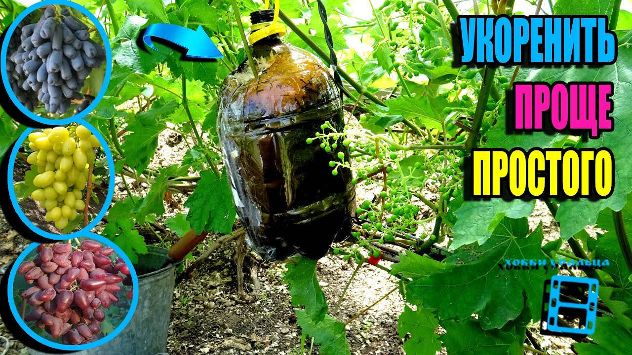 ВОЗДУШНЫЕ ОТВОДКИ – СУПЕР СПОСОБ УКОРЕНЕНИЯ ЧЕРЕНКОВ ВИНОГРАДА. СЕВЕРНЫЙ ВИНОГРАДНИК 24-18