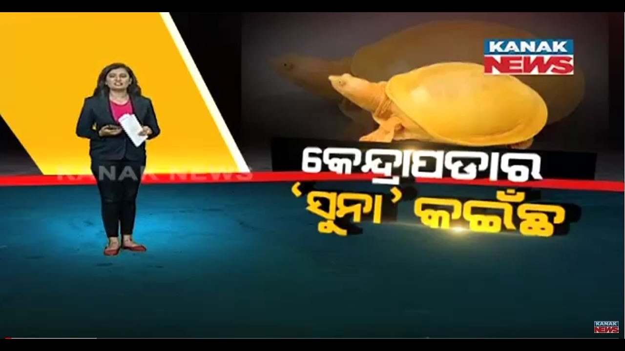 Damdar Khabar: Rare Golden Turtle Rescued From Gobari River