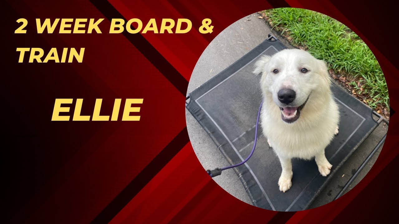 ELLIE 1 Y/O Great Pyrenees | 2 WEEK BOARD & TRAIN | BEST DOG TRAINERS | GREENVILLE SC
