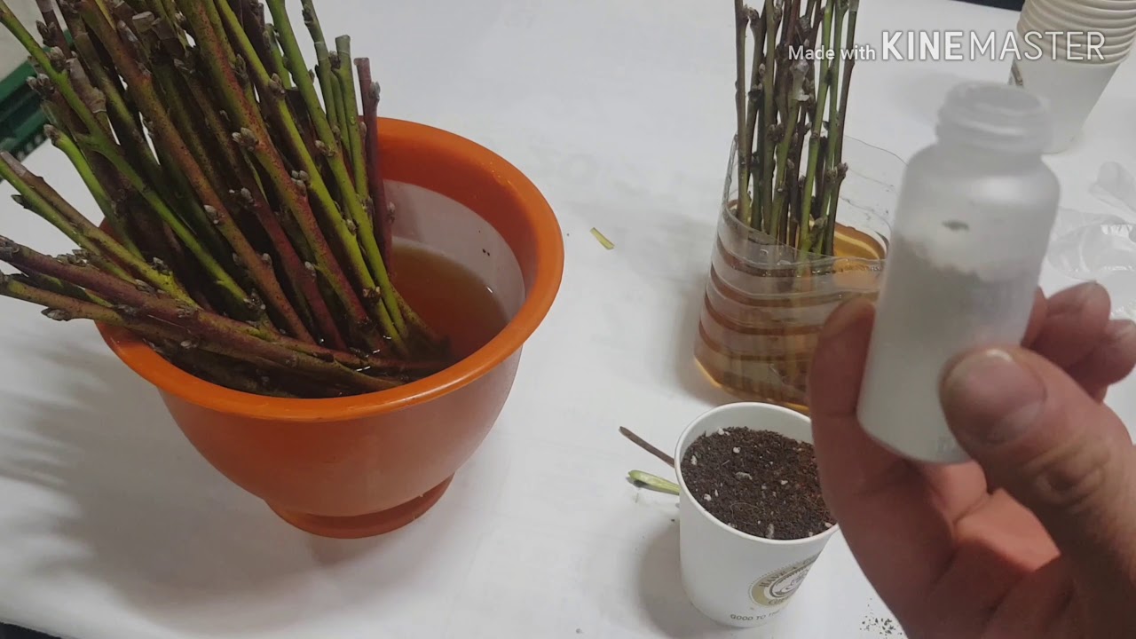 미래농원. 복숭아 접목, 접붙히기는 많이봤어도 이건 처음보지?(복숭아삽목 대공개)