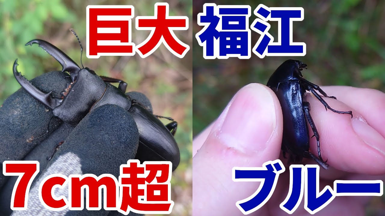 サファイアのように青いカナブンと巨大ヒラタを求めて…【豪雨の福江島採集旅行記】