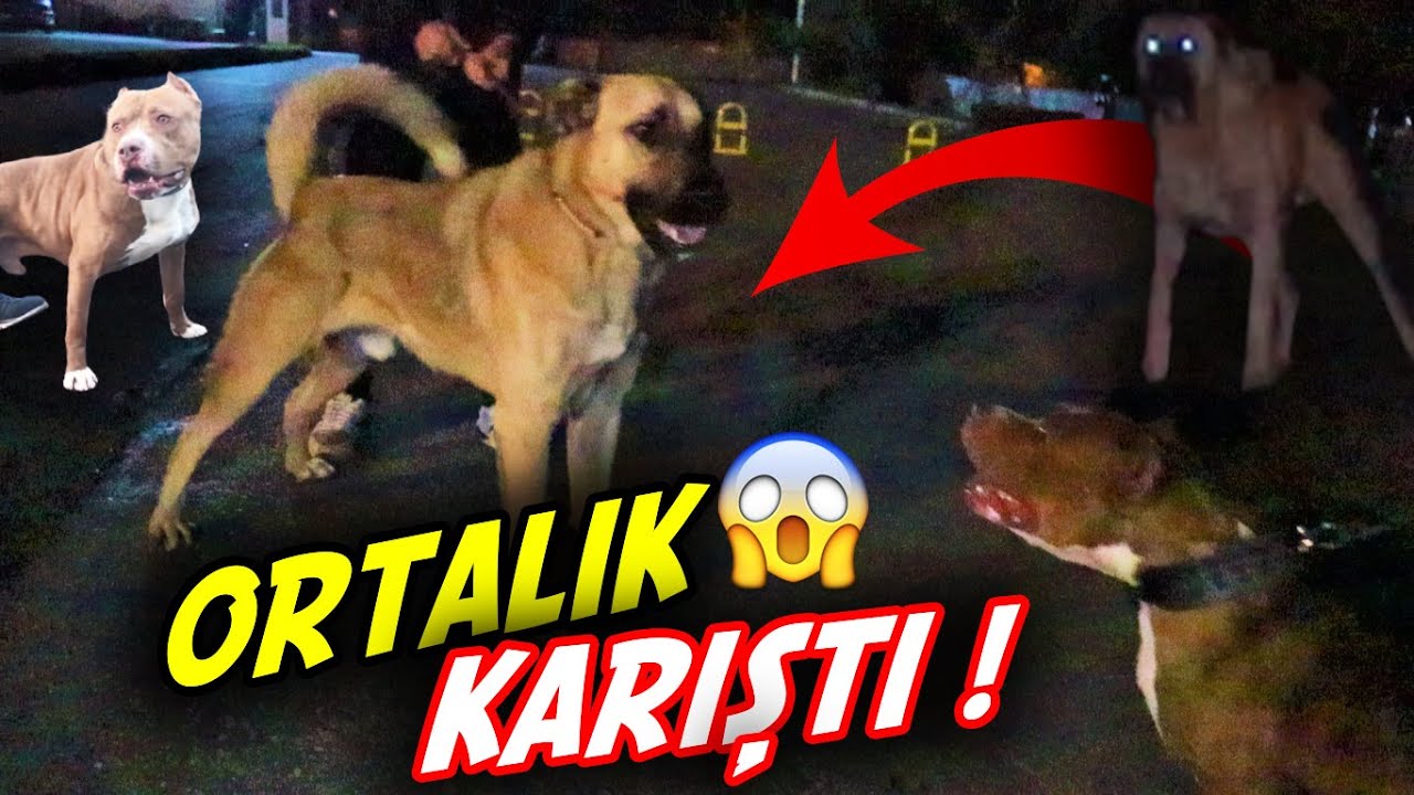 KANGALI TUTAMAYINCA ORTALIK KARIŞTI !! (BOYKA VS KANGAL)