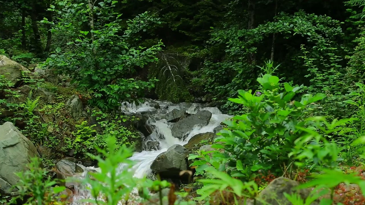 Pleasant Birds Sounds, calming Watersounds in Forest