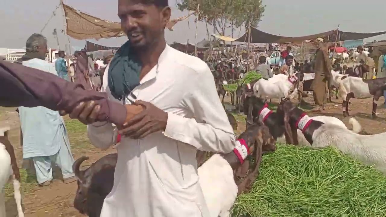 Tando Adam mandi 